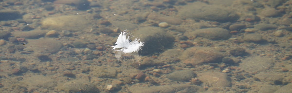 In nature, you can often find the calm and stillness the mind needs. In nature, you can often find the calm and stillness the mind needs.