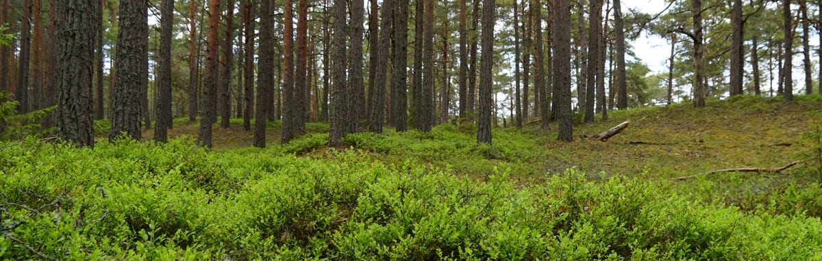 The silence of the forest is calming